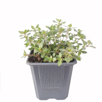 tomillo planta 1.1(R)